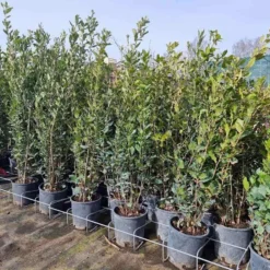 Steeneik Als Struik (Quercus Ilex) -Groen Ziel Verkoop quercusilex steeneik voorraad01b