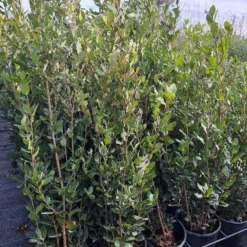 Steeneik Als Struik (Quercus Ilex) -Groen Ziel Verkoop quercusilex steeneik voorraad02b