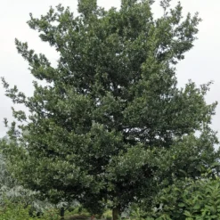 Steeneik Als Boom (Quercus Ilex)
