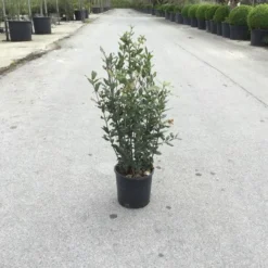 Steeneik Als Struik (Quercus Ilex) -Groen Ziel Verkoop quercusilex struikv01