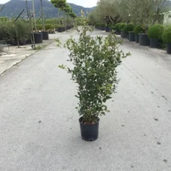 Steeneik Als Struik (Quercus Ilex) -Groen Ziel Verkoop quercusilex struikv02
