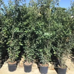Steeneik Als Struik (Quercus Ilex) -Groen Ziel Verkoop quercusilex struikv07