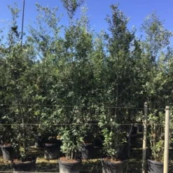 Steeneik Als Struik (Quercus Ilex) -Groen Ziel Verkoop quercusilex struikv08