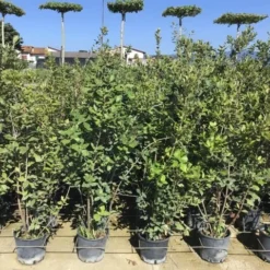 Steeneik Als Struik (Quercus Ilex) -Groen Ziel Verkoop quercusilex struikv09
