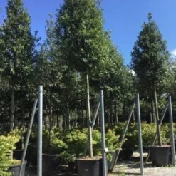 Steeneik Als Boom (Quercus Ilex) 21 Steeneik Als Boom (Quercus Ilex) -Groen Ziel Verkoop quercusilexv01 2