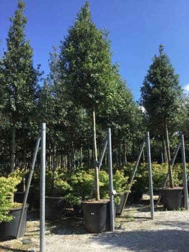 Steeneik Als Boom (Quercus Ilex) 5 Steeneik Als Boom (Quercus Ilex) - Afbeelding 5