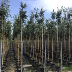 Steeneik Als Boom (Quercus Ilex) 23 Steeneik Als Boom (Quercus Ilex) -Groen Ziel Verkoop quercusilexv06 2