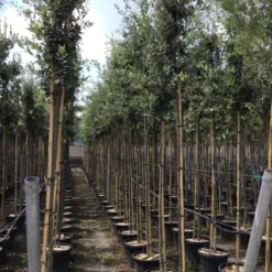 Steeneik Als Boom (Quercus Ilex) 25 Steeneik Als Boom (Quercus Ilex) -Groen Ziel Verkoop quercusilexv07 2