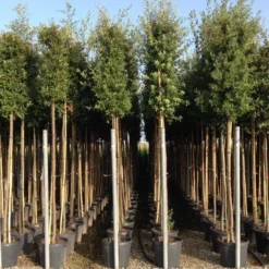 Steeneik Als Boom (Quercus Ilex) 26 Steeneik Als Boom (Quercus Ilex) -Groen Ziel Verkoop quercusilexv11 2