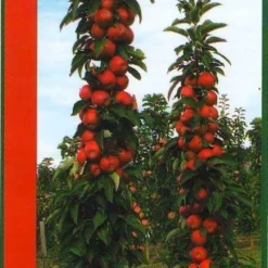 Zuilfruit (Malus Domestica 'Redcats')