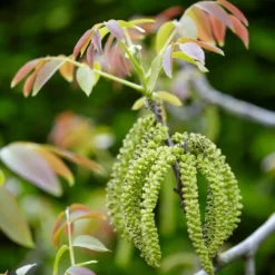 Grote Walnoot (Juglans Regia)