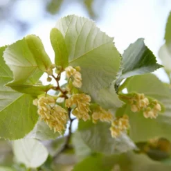 Grote Zilverlinde (Tilia Tomentosa)