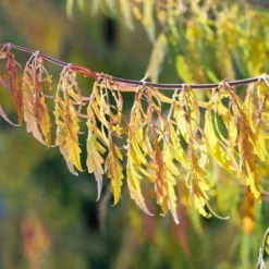 Fluweelboom (Rhus Typhina 'Dissecta' (laciniata))