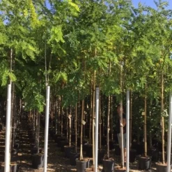 Acacia (Robinia Margaretta 'Casque Rouge') 13 Acacia (Robinia Margaretta 'Casque Rouge') -Groen Ziel Verkoop robinia caque rouge 8 10