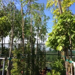 Acacia (Robinia Margaretta 'Casque Rouge') 12 Acacia (Robinia Margaretta 'Casque Rouge') -Groen Ziel Verkoop robinia casque rouge 12 14