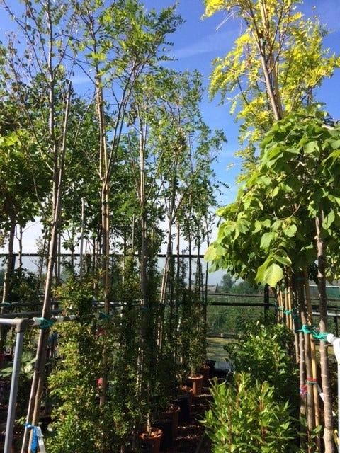 Acacia (Robinia Margaretta 'Casque Rouge') 6 Acacia (Robinia Margaretta 'Casque Rouge') - Afbeelding 6