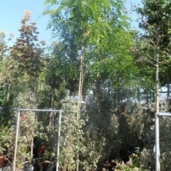 Acacia (Robinia Margaretta 'Casque Rouge') 10 Acacia (Robinia Margaretta 'Casque Rouge') -Groen Ziel Verkoop robinia margaretta casque rouge 8 10 12ho cont