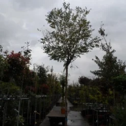 Bolacacia (Robinia Pseudoacacia 'Umbraculifera') 20 Bolacacia (Robinia Pseudoacacia 'Umbraculifera') -Groen Ziel Verkoop robinia ps. umbraculifera 1214 1