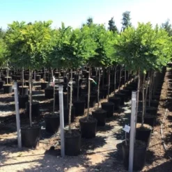 Bolacacia Op Stam (Robinia Pseudoacacia 'Umbraculifera') -Groen Ziel Verkoop robinia ps umbraculifera halfstam