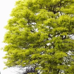 Gele Acacia (Robinia Pseudoacacia 'Frisia')