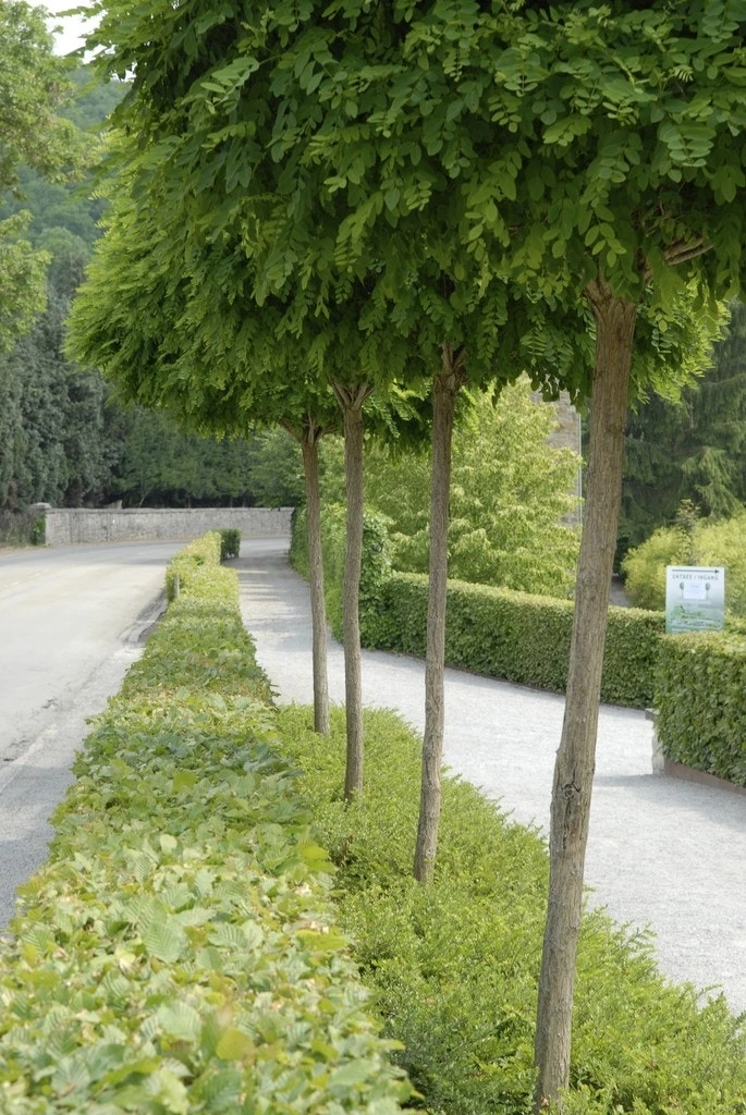 Bolacacia (Robinia Pseudoacacia 'Umbraculifera') 2 Bolacacia (Robinia Pseudoacacia 'Umbraculifera') - Afbeelding 2