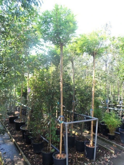 Bolacacia (Robinia Pseudoacacia 'Umbraculifera') 9 Bolacacia (Robinia Pseudoacacia 'Umbraculifera') - Afbeelding 9