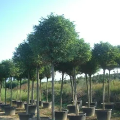 Bolacacia (Robinia Pseudoacacia 'Umbraculifera') 23 Bolacacia (Robinia Pseudoacacia 'Umbraculifera') -Groen Ziel Verkoop robinia pseudoacacia umbraculifera 20 25ho c230 1