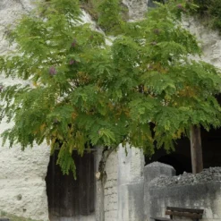 Acacia (Robinia Margaretta 'Casque Rouge')