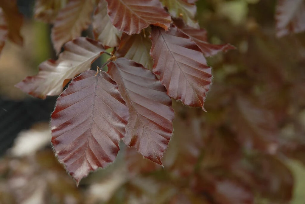 Rode Beuk Als Leiboom (Fagus Sylvatica 'Atropurpurea') 1 Rode Beuk Als Leiboom (Fagus Sylvatica 'Atropurpurea')