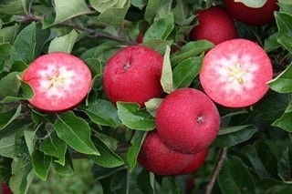 Appelboom (Malus Domestica 'Rosette') 2 Appelboom (Malus Domestica 'Rosette') - Afbeelding 2