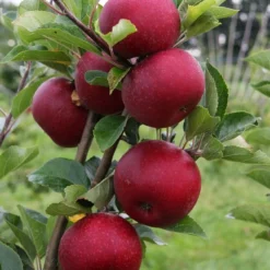 Appelboom (Malus Domestica 'Rosette') -Groen Ziel Verkoop rosette vruchten 1