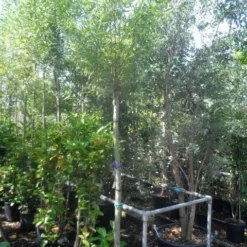 Knotwilg (Salix Alba) -Groen Ziel Verkoop salix alba 12 14 16ho cont 1