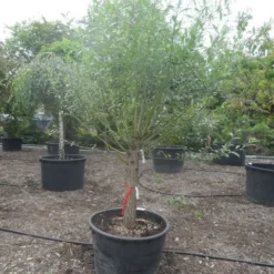 Knotwilg (Salix Alba) -Groen Ziel Verkoop salix alba halfstam c285 knot 1