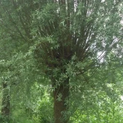 Knotwilg (Salix Alba) -Groen Ziel Verkoop salix alba knotwilg 2 1