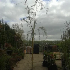 Gele Treurwilg (Salix Babylonica 'Aurea') -Groen Ziel Verkoop salix b. aurea