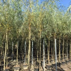 Gele Treurwilg (Salix Babylonica 'Aurea') -Groen Ziel Verkoop salix babylonica aurea 12 14cm