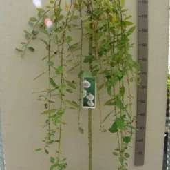 Treurwilg Op Stam (Salix Caprea 'Kilmarnock') -Groen Ziel Verkoop salix c. kilmarnock 120st c5