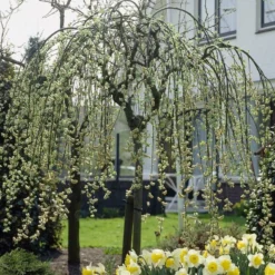 Treurwilg Op Stam (Salix Caprea 'Kilmarnock')