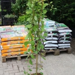 Treurwilg Op Stam (Salix Caprea 'Kilmarnock') -Groen Ziel Verkoop salix caprea kilmarnock 2