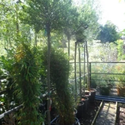 Wilg Op Stam (Salix Integra 'Hakuro-nishiki') -Groen Ziel Verkoop salix integra hakuro nishiki 180stam c50 12 14