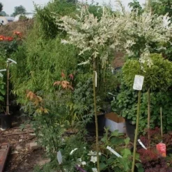 Wilg Op Stam (Salix Integra 'Hakuro-nishiki') -Groen Ziel Verkoop salix integra hakuro nishiki 1