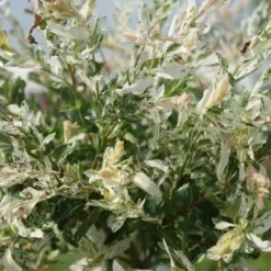 Wilg Op Stam (Salix Integra 'Hakuro-nishiki') -Groen Ziel Verkoop salix integra hakuro nishiki 2