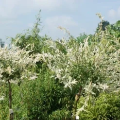 Wilg Op Stam (Salix Integra 'Hakuro-nishiki') -Groen Ziel Verkoop salix integra hakuro nishiki 3