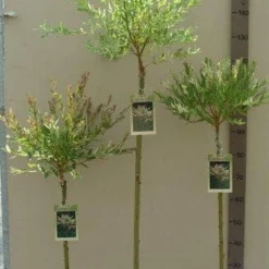 Wilg Op Stam (Salix Integra 'Hakuro-nishiki') -Groen Ziel Verkoop salix nishiki stam 80 100 120