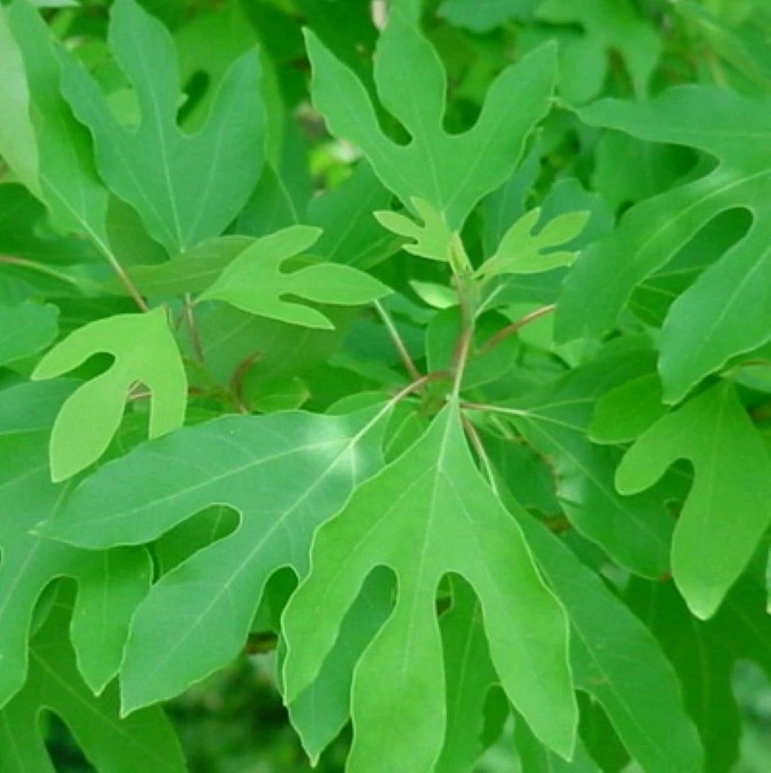 Sassafras (Sassafras Albidum) 2 Sassafras (Sassafras Albidum) - Afbeelding 2