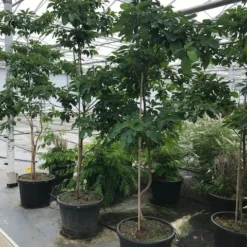 Sassafras (Sassafras Albidum) 11 Sassafras (Sassafras Albidum) -Groen Ziel Verkoop sassafras