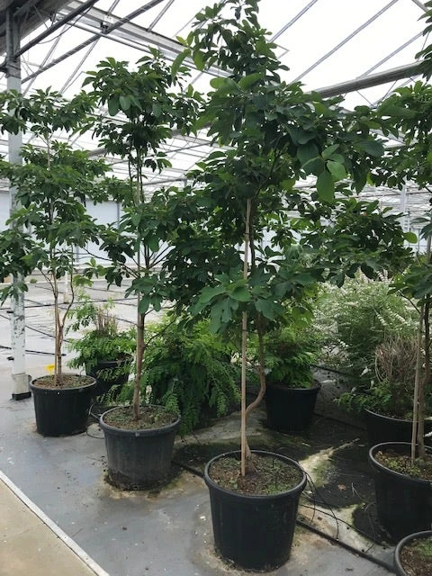 Sassafras (Sassafras Albidum) 6 Sassafras (Sassafras Albidum) - Afbeelding 6