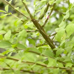 Meerstammige Kardinaalshoed (Euonymus Alatus) -Groen Ziel Verkoop schermafbeelding 2021 02 10 om 16.29.03