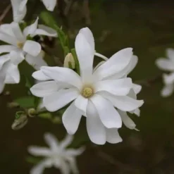 Magnolia Als Boom (Magnolia Stellata) -Groen Ziel Verkoop schermafbeelding 2021 02 16 om 12.45.20