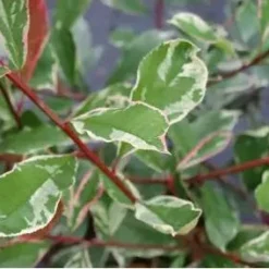 Glansmispel Op Stam (Photinia Fraseri 'Pink Marble') -Groen Ziel Verkoop schermafbeelding 2021 02 16 om 16.02.05